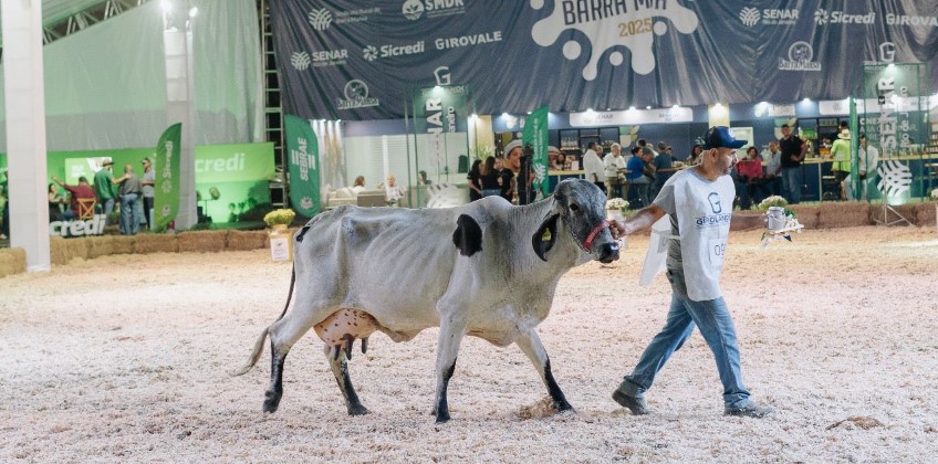 Expo Girolando 2026 consolida Barra Mansa na pecuária leiteira